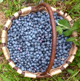 myrtilles-panier.jpg